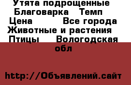 Утята подрощенные “Благоварка“,“Темп“ › Цена ­ 100 - Все города Животные и растения » Птицы   . Вологодская обл.
